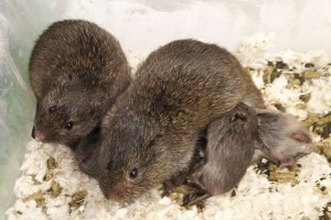 Prairie voles - parents and pups