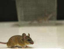 mouse