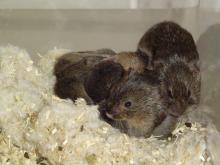 prairie vole